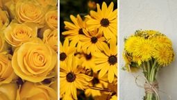 Test de personalidad: elige una flor amarilla y descubre que caracteriza a tu personalidad