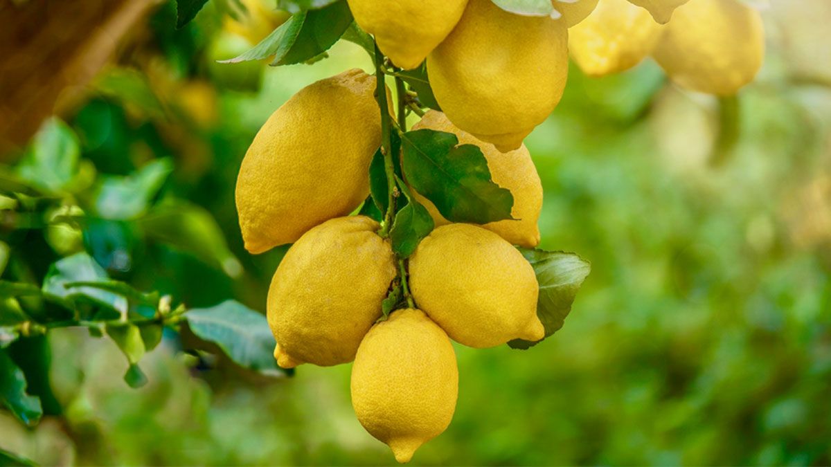 Los limoneros son muy frecuentes en el jardín de los hogares en la Argentina.