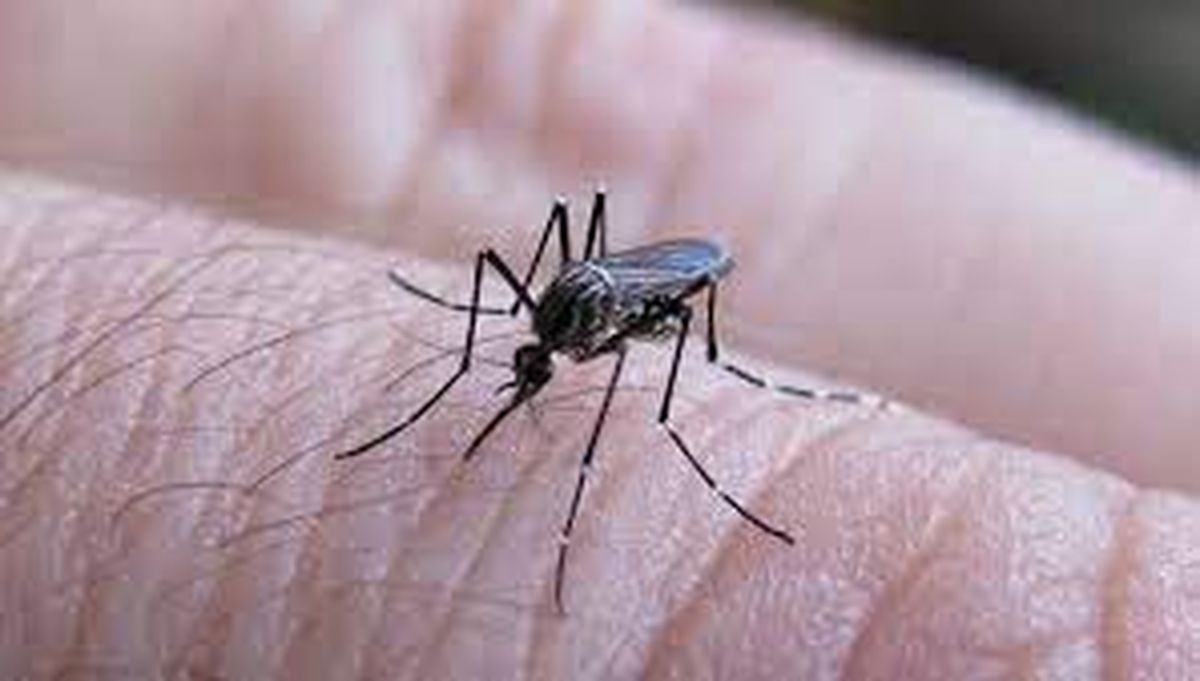 El mosquito Aedes es el mismo que contagia del dengue, la chikungunya y el zika.