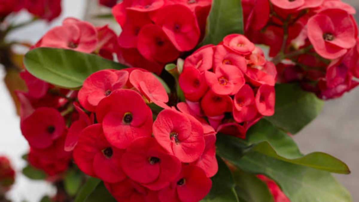 Descubrí cómo cuidar la planta Corona de Cristo. Descubrí cómo cuidar la planta Corona de Cristo.