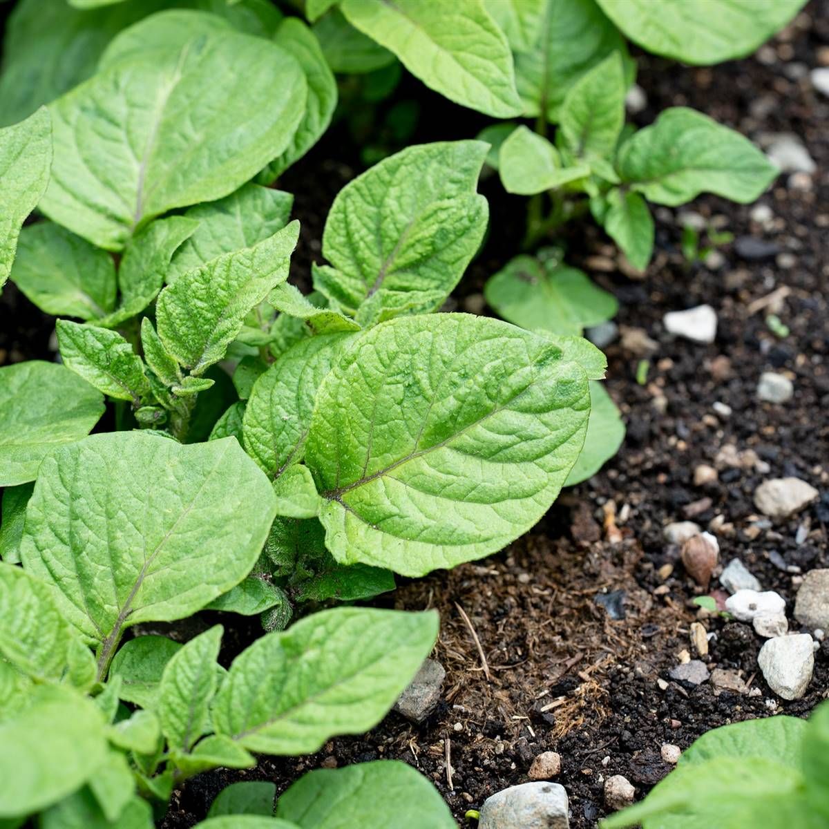 Se trata de un vegetal muy querido y de uso familiar.