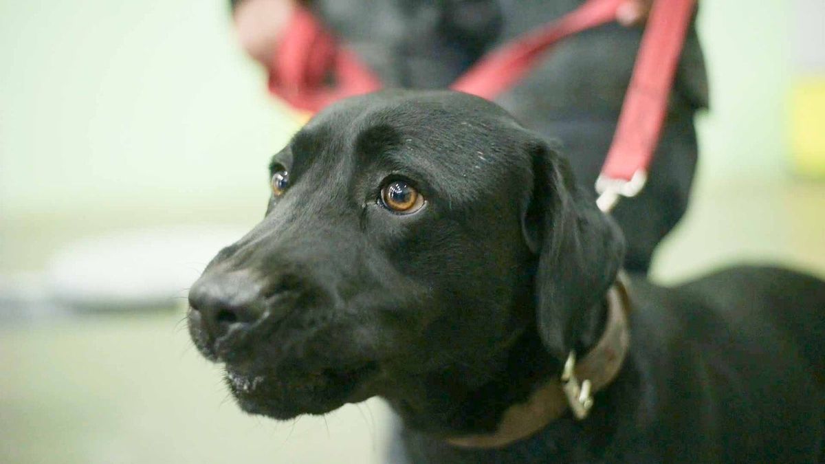El entrenamiento de Ibra y Canela fue basado en la en vínculo y la confianza con su guía. El entrenamiento de Ibra y Canela fue basado en la en vínculo y la confianza con su guía.