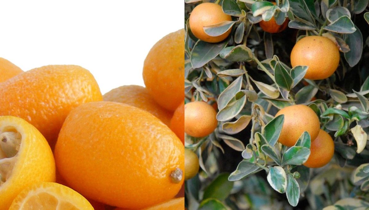 La fruta entera es comestible. Ideal para hacer mermeladas y conservas. La fruta entera es comestible. Ideal para hacer mermeladas y conservas.