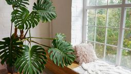 Decora el interior de casa con estas plantas de interior de fácil cuidado.&nbsp;
