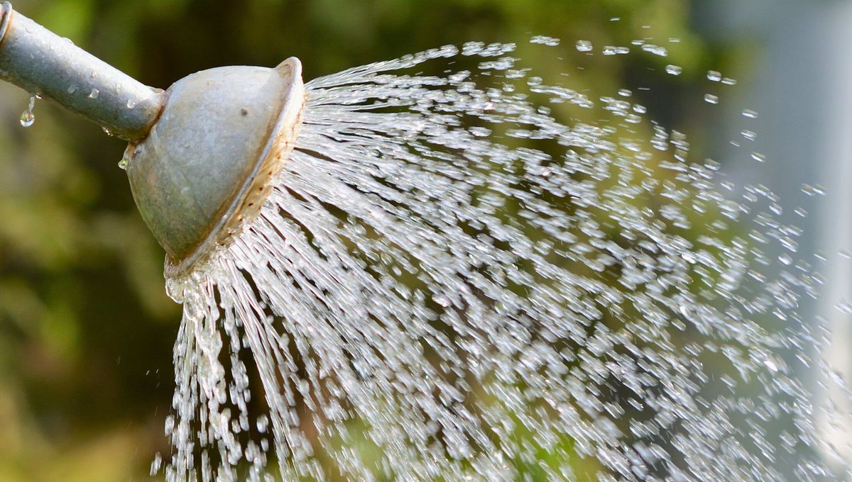 Este tipo de agua se puede usar para regar plantas y limpiar superficies Este tipo de agua se puede usar para regar plantas y limpiar superficies