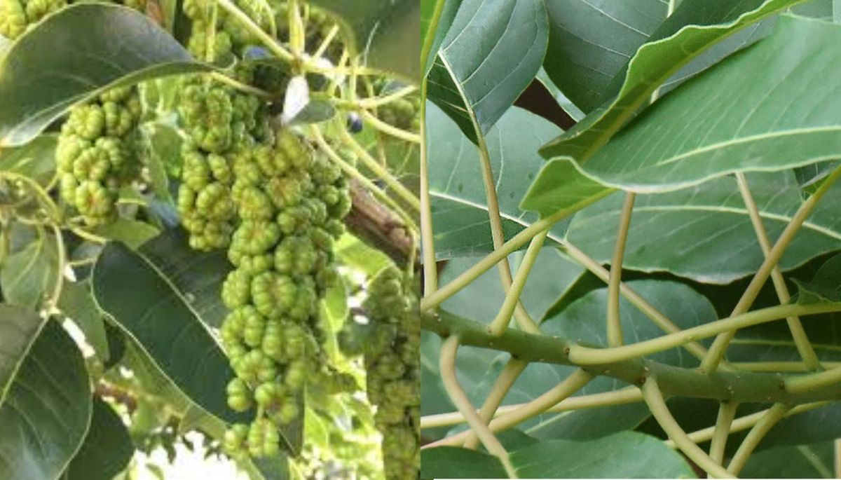 El ombú es un árbol grande y de rápido crecimiento conocido por su inmenso tamaño. Composición Diario Uno. El ombú es un árbol grande y de rápido crecimiento conocido por su inmenso tamaño. Composición Diario Uno.