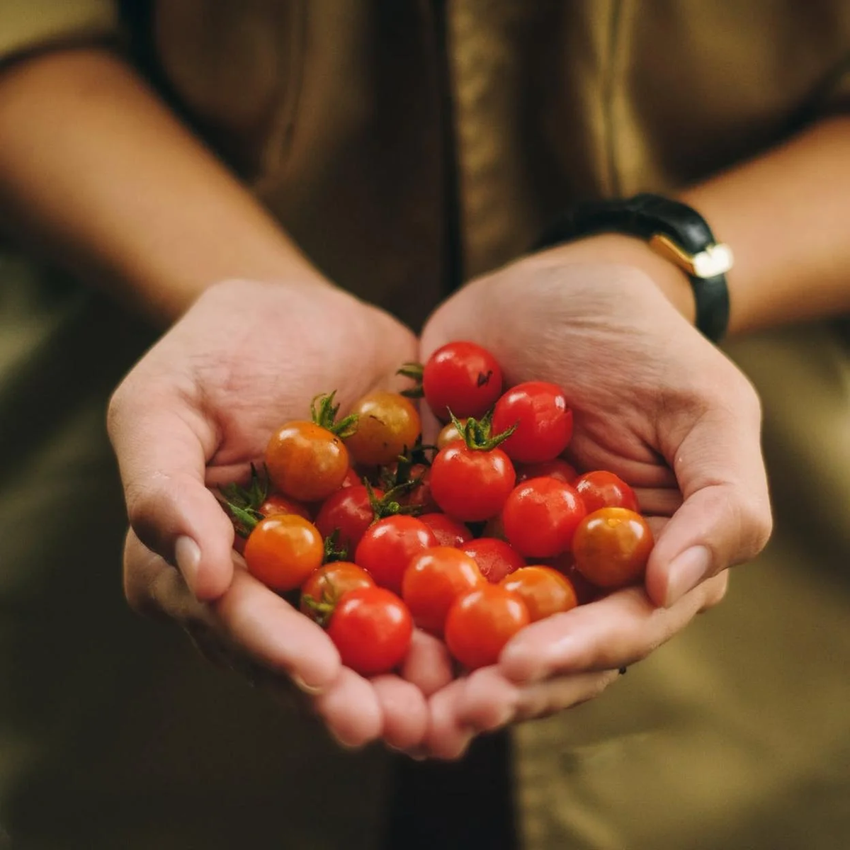 Disfrutar tomates cherry cultivados en tu propio hogar tiene ese toque especial.