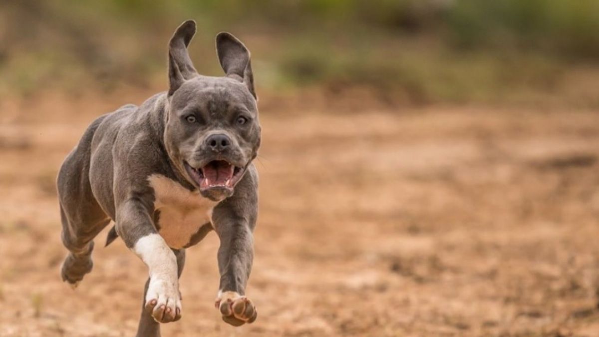 Dos perros de raza pitbull atacaron a un hombre cuando llegó a trabajar a un galpón de ajo en las Heras. Imagen ilustrativa.