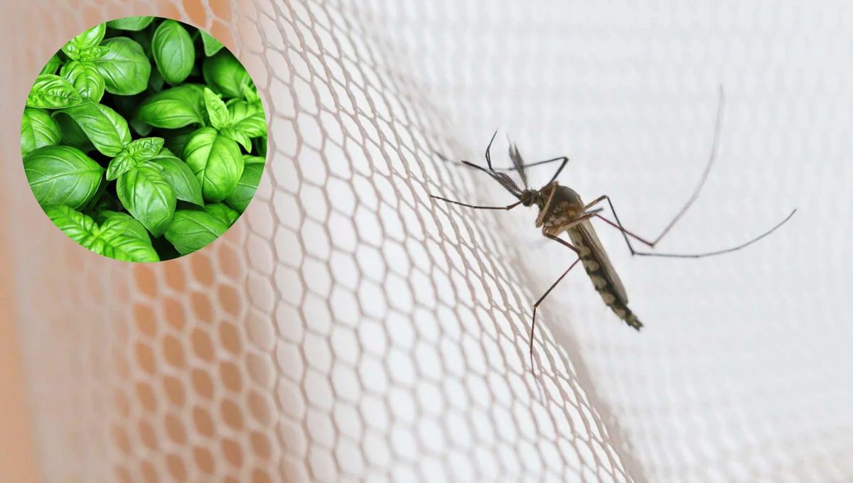 Cómo alejar a los mosquitos de tu habitación usando un poco de albahaca: repelente casero efectivo