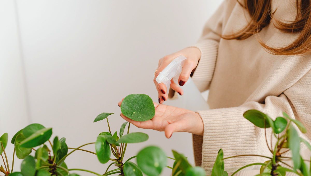 La leche trae muchos beneficios para las plantas. La leche trae muchos beneficios para las plantas.