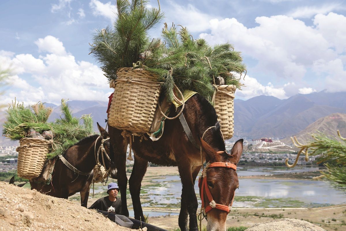 Trabajadores transportan árboles jóvenes en mulas para un proyecto de forestación a gran escala en Lhasa, capital de la región autónoma de Xizang, en mayo de 2022. KUNGA LESANG/SERVICIO DE NOTICIAS DE CHINA