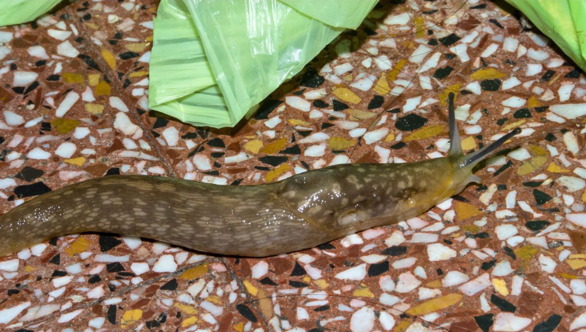 Si ves una babosa merodeando por tu casa o jardín, te contamos qué significa y por qué es bueno. Foto Canva