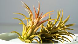 Una planta popular y hermosa