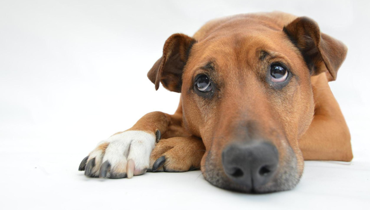 Por qué mi perro llora de la nada: el significado según la ciencia veterinaria