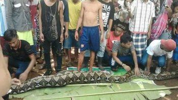 Una pitón gigante se tragó a una mujer en Indonesia