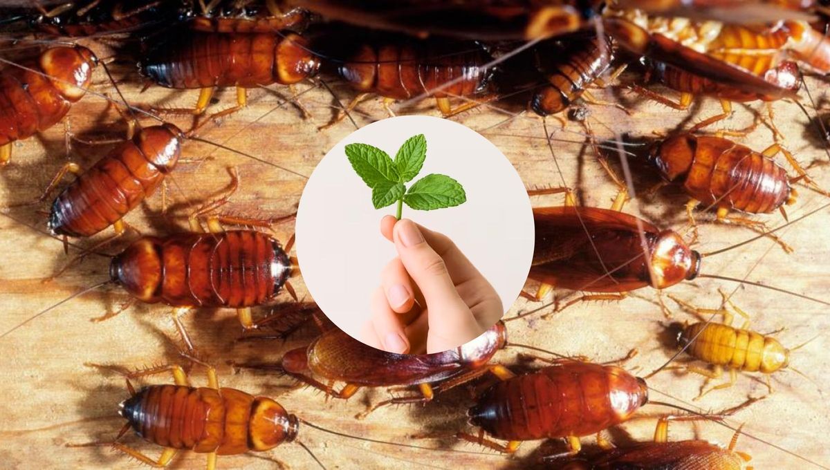 La planta de menta puede ser utilizada para ahuyentar a las plagas de casa.