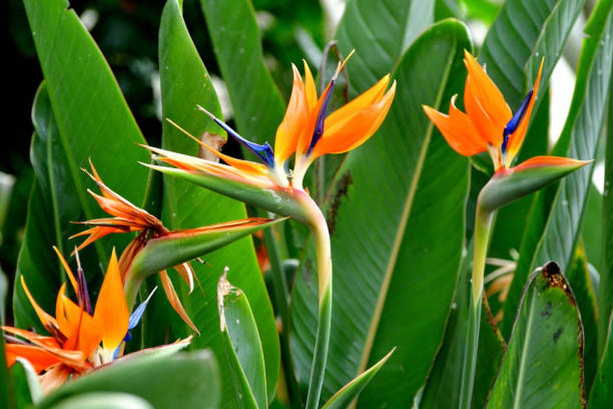 Strelitzia o ave de paraíso. Strelitzia o ave de paraíso.