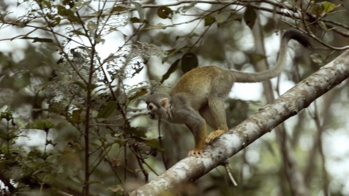 Parque Nacional Yasuní. (Foto: http://areasprotegidas.ambiente.gob.ec/) Parque Nacional Yasuní. (Foto: http://areasprotegidas.ambiente.gob.ec/)