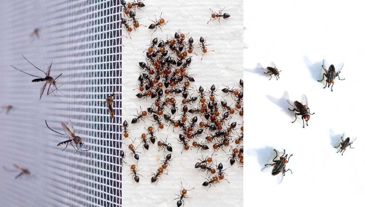 Estas plagas pequeñas son muy características de los meses de primavera y verano. Estas plagas pequeñas son muy características de los meses de primavera y verano. 