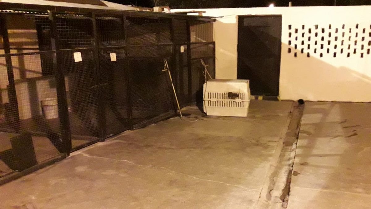 Los tres perros quedaron en Zoonosis de Rivadavia a disposición de la Justicia.