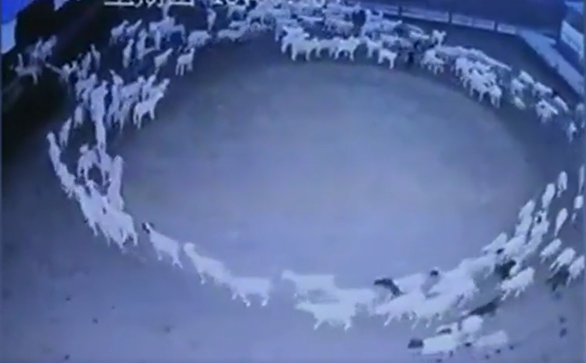 Ovejas caminando en círculo.&nbsp;