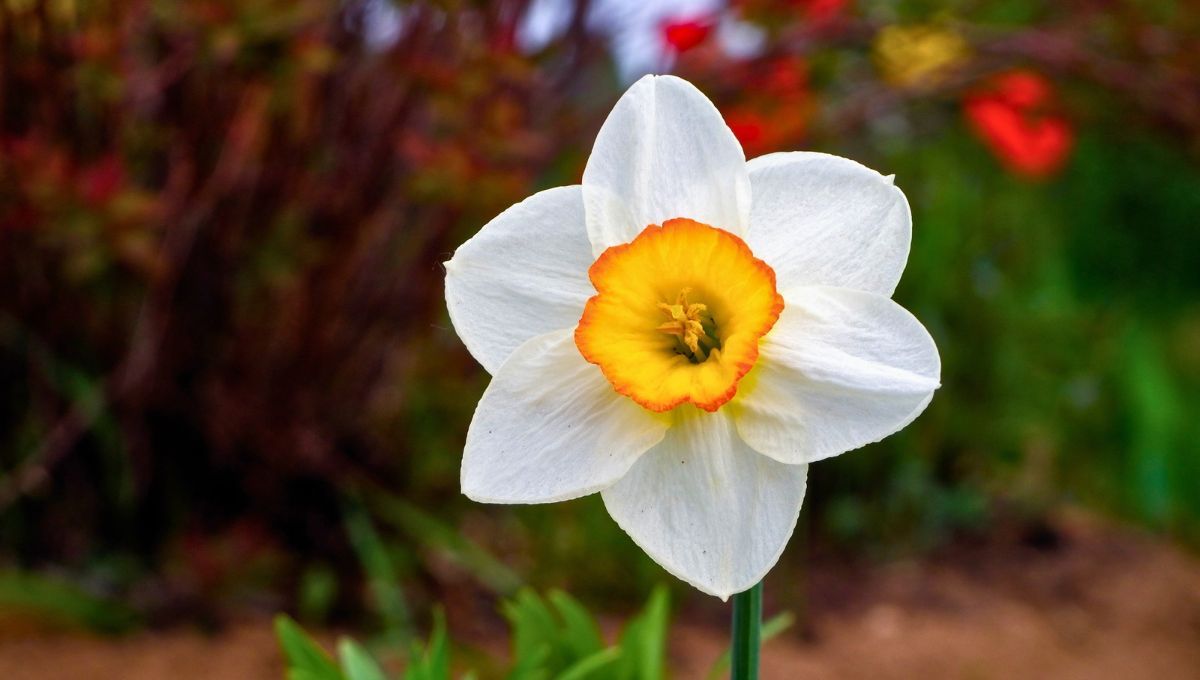 Su floración ocurre a principios de la primavera, lo que añade vida y color a los paisajes tras los meses fríos. Su floración ocurre a principios de la primavera, lo que añade vida y color a los paisajes tras los meses fríos.