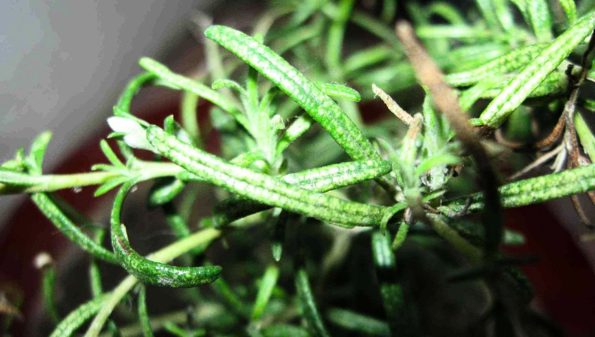 La planta de romero puede enfermarse por factores climáticos