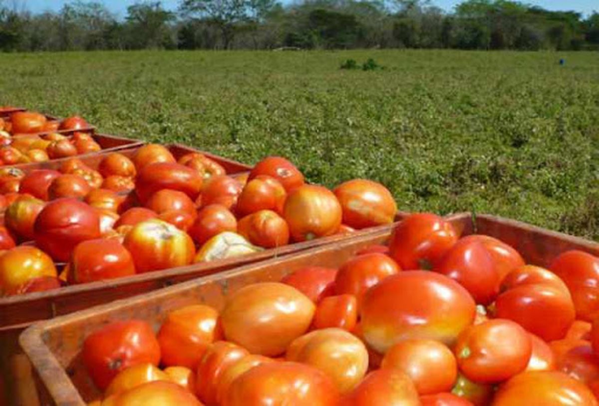 La industria de tomate de Argentina estÃ¡ cerca de lograr el autoabastecimiento, con una producciÃ³n cercana a los 600 millones de kilos.