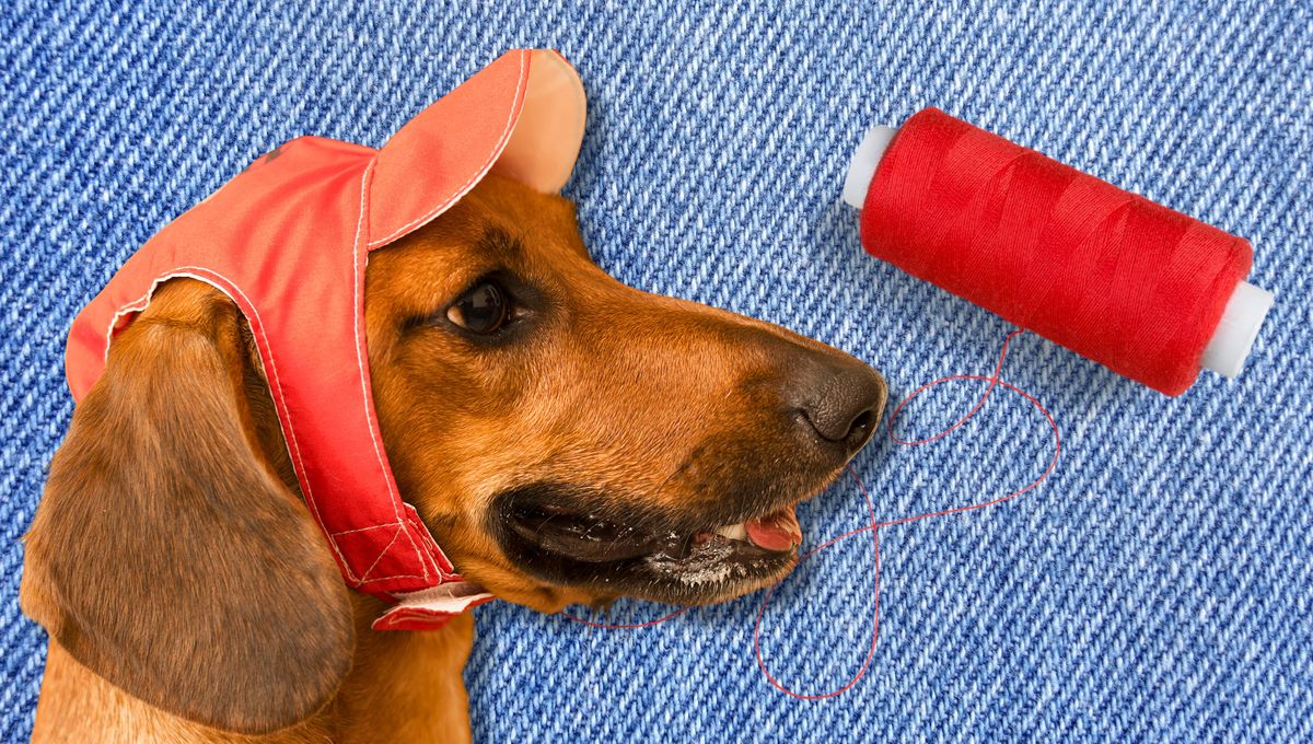 Cómo coser un gorrito de verano para tu perro: con un truco y unos jeans viejos
