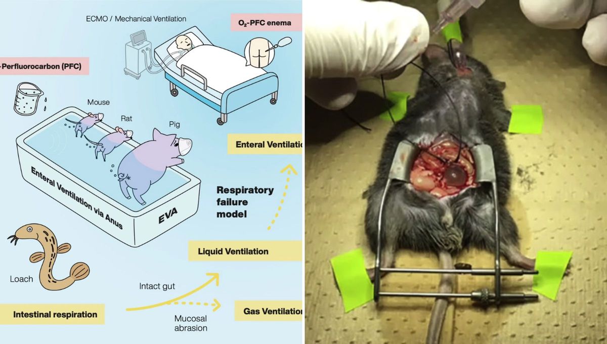Se usaron dos métodos en el descubrimiento: la administración de un gas y un líquido rico en oxígeno a través de la misma vía. Se usaron dos métodos en el descubrimiento: la administración de un gas y un líquido rico en oxígeno a través de la misma vía.
