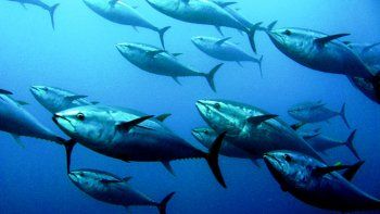 Informe pinta un sombrío futuro para el atún de aleta azul