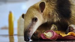 El oso hormiguero rescatado en Mendoza está más cerca de volver a la selva.