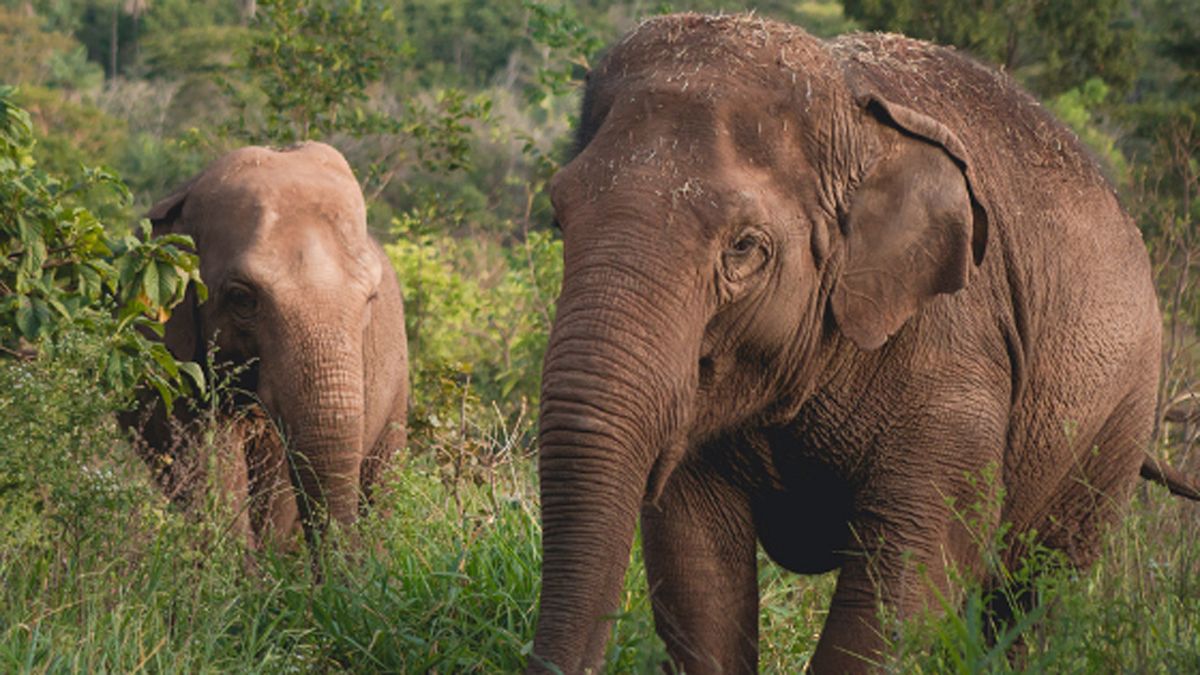 Las elefantas Pocha y Guillermina disfrutan cada vez más de su nueva vida en Brasil