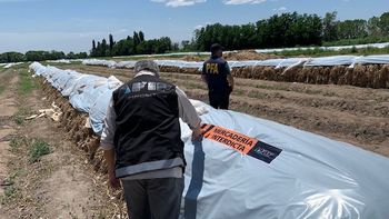 Una empresa de Mendoza exportó 700 toneladas de ajo: no tenía personal y figura en un terreno baldío