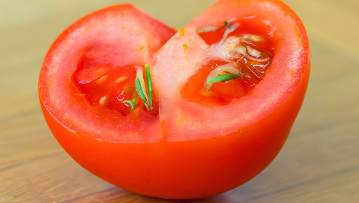 La planta de tomate prefiere ambientes con buena luz solar y un suelo húmedo La planta de tomate prefiere ambientes con buena luz solar y un suelo húmedo