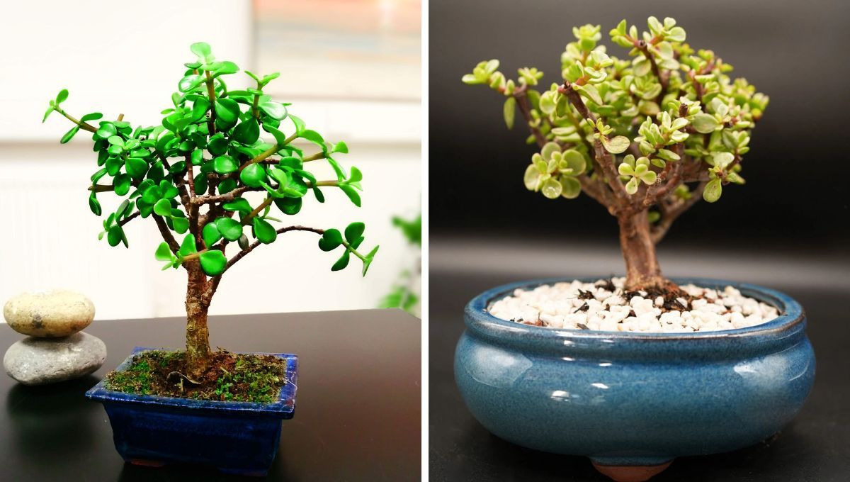 Árbol de Jade. Árbol de Jade. 