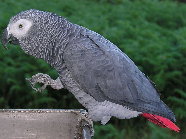 Un joven se enteró de que su esposa le era infiel gracias a su mascota