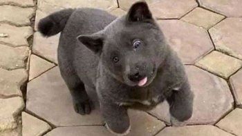 ¿Perro o gato? La mascota que es furor en las redes