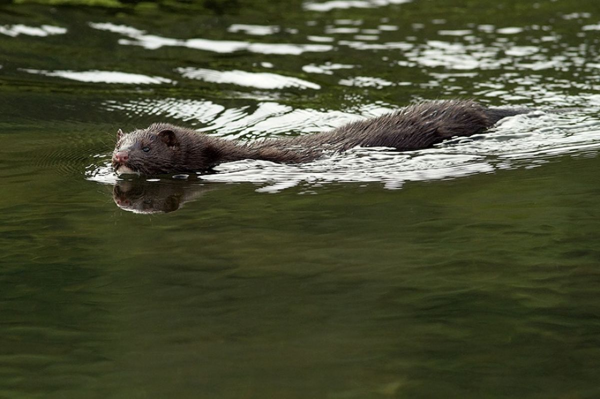 Aterra a la Patagonia: la plaga que pesa menos de un kilo, devora animales y crece sin control Aterra a la Patagonia: la plaga que pesa menos de un kilo, devora animales y crece sin control