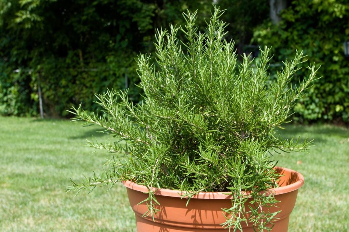 Muchos recomiendan colocar una rama de romero bajo la almohada. Muchos recomiendan colocar una rama de romero bajo la almohada.