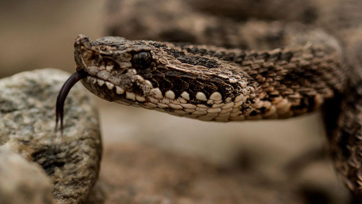 Así fue cómo una serpiente venenosa mordió a un mendocino en Uspallata