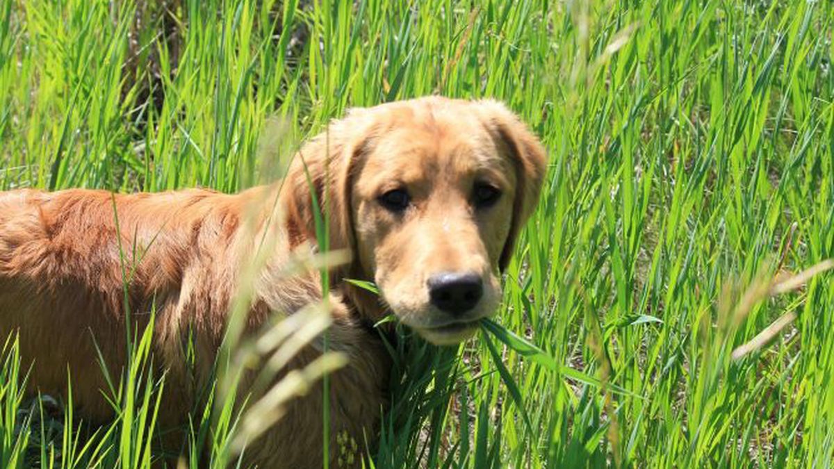 Los perros también suelen comer pasto por aburrimiento.
