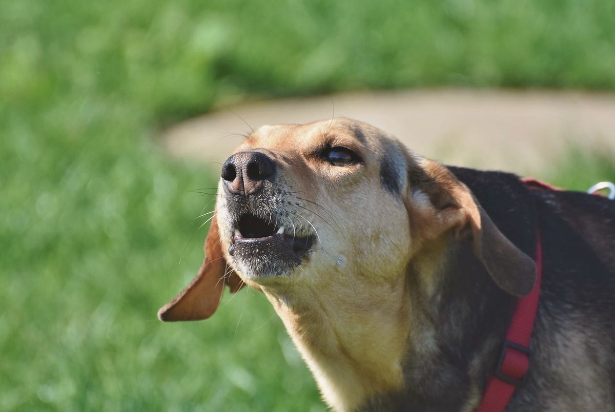 Qué significa que tu perro ladre mientras le sirves de comer, según veterinarios Qué significa que tu perro ladre mientras le sirves de comer, según veterinarios