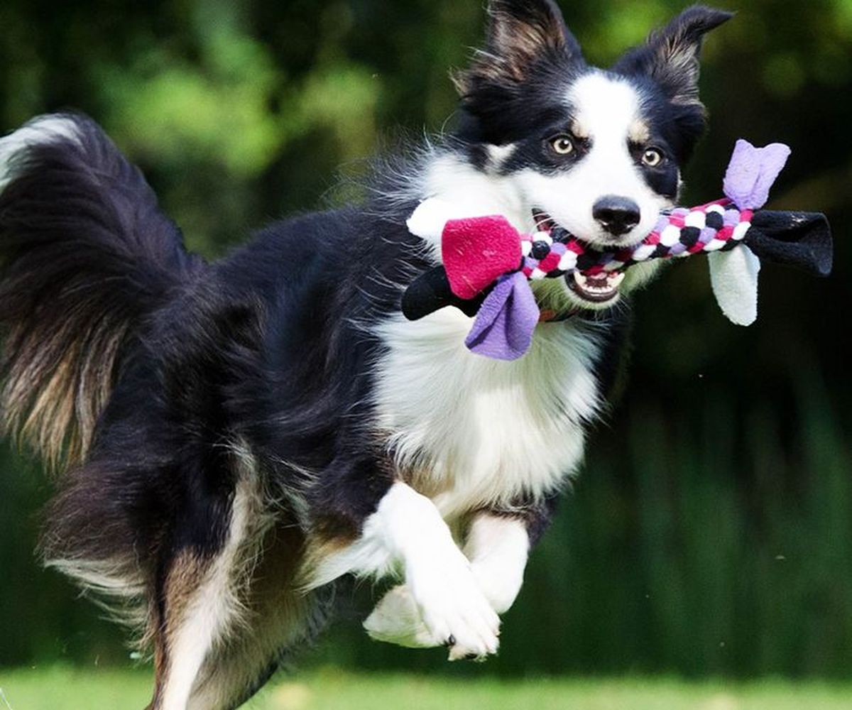 No tires tus remeras viejas: puedes hacer este divertido juguete para consentir a tu mascota No tires tus remeras viejas: puedes hacer este divertido juguete para consentir a tu mascota