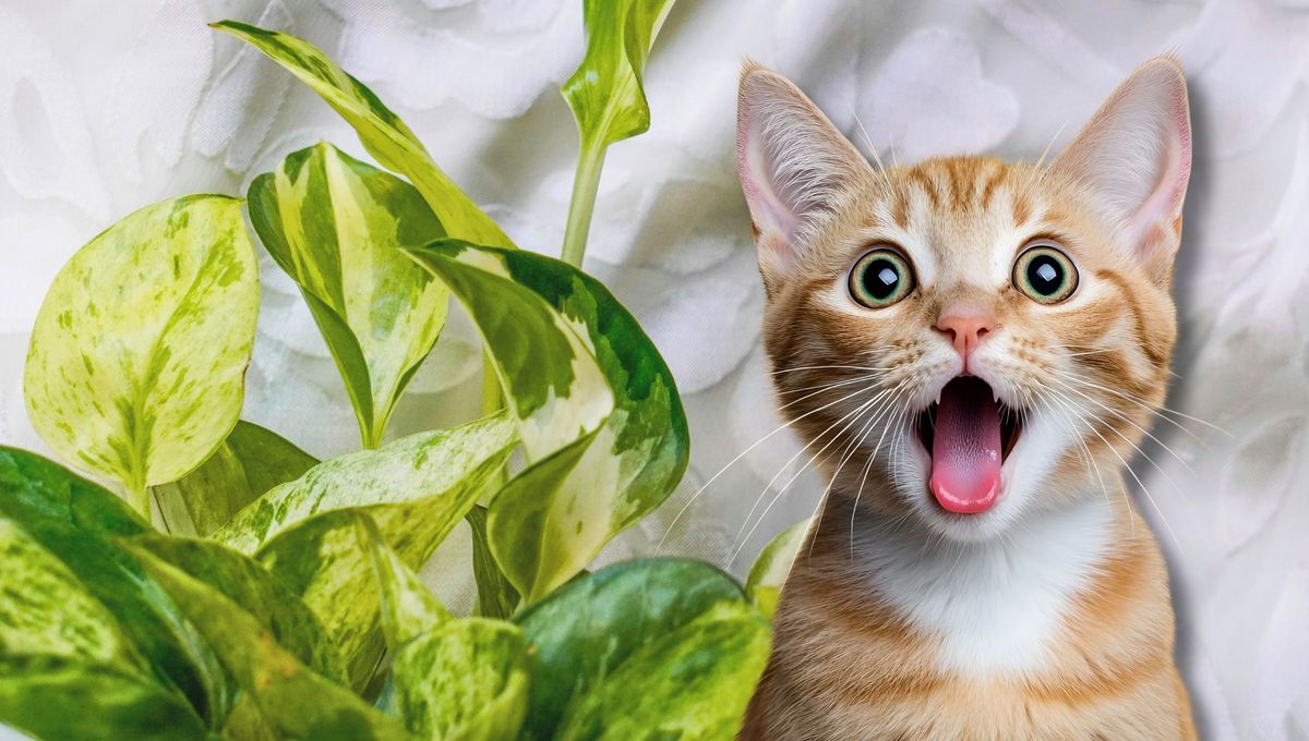 Cuida a tus gatos de los efectos tóxicos del potus 