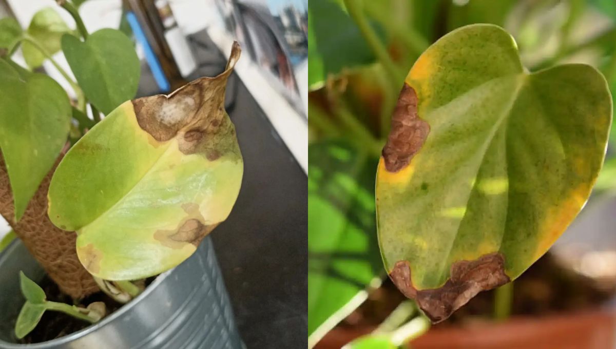 Las plantas proporcionan se&ntilde;ales cuando algo anda mal.&nbsp;