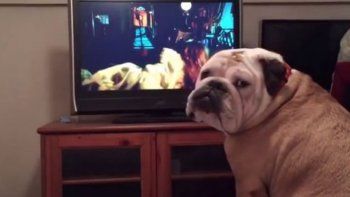 Este perro mira una película y le advierte el peligro a la protagonista