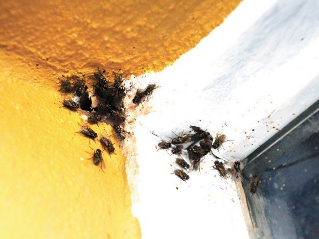 Los trucos caseros permiten prevenir la llegada de moscas a casa y ahuyentarlas.