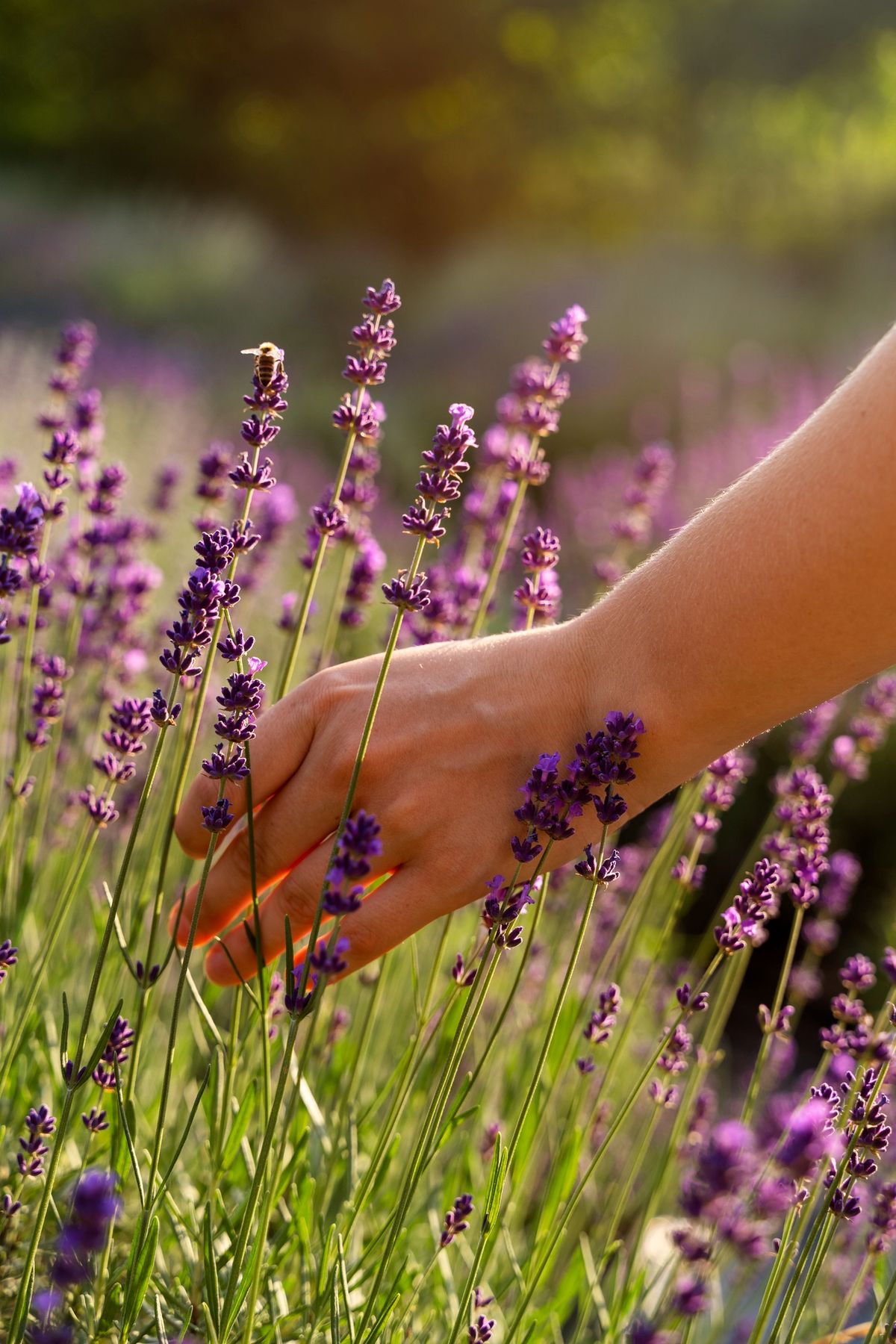 Puedes utilizar un aceite esencial de lavanda para que tu casa parezca un campo de flores. Imagen: Pexels. Puedes utilizar un aceite esencial de lavanda para que tu casa parezca un campo de flores. Imagen: Pexels.