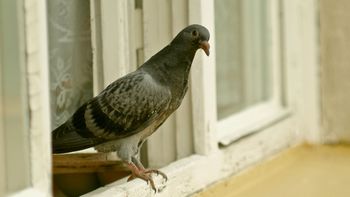 Si ves una paloma merodeando por tu casa, te contamos qué significa y por qué es bueno Si ves una paloma merodeando por tu casa, te contamos qué significa y por qué es bueno